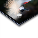 AfricanCrowned  Crane Acrylic print