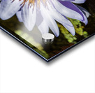 Water Lilies Acrylic print