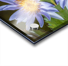 Water Lilies Acrylic print