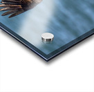 Osprey & Pompano Acrylic print