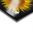   Sunflower  Acrylic print