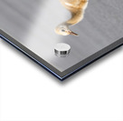 Baby Sandhill Crane Colts Acrylic print