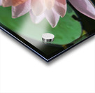   Water Lilies Acrylic print