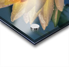 Water Lilies Acrylic print