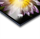    Water Lilies  Acrylic print