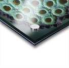 Fabulous Seed Pod of the Lotus Flower Acrylic print