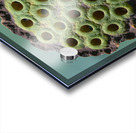 Fabulous Seed Pod of the Lotus Flower Acrylic print