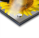 Sunflower & Butterfly Acrylic print
