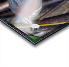 Green Heron  Acrylic print