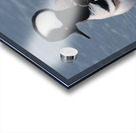 Hooded Merganser  Acrylic print