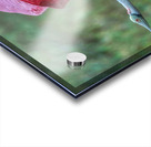 Roseate Spoonbill  Acrylic print