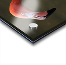 Pink Flamingo Acrylic print