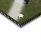 BABY  BLUE HERON VIERA Acrylic print