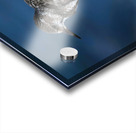 Sanderling Resting  Acrylic print