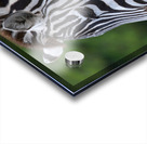 ZEBRA Acrylic print