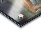  ANTILOPE Acrylic print