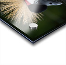  AFRICAN  CROWNED CRANE Acrylic print