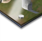 BLUE HERON VIERA  Acrylic print