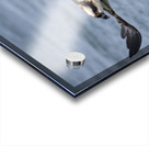 Osprey & Pompano Acrylic print