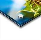 New Beginnings Acrylic print