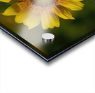  Sunflowers   MORNING SUNSHINE Acrylic print