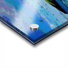 CHANNEL ISLANDS NATIONAL PARK  ANNACAPPA ISLAND   Acrylic print