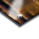 Swan Pair Acrylic print