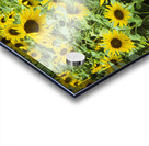 2022 July 15 Sunflower03 Acrylic print
