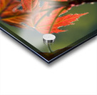 Feuille derable | Maple Leaf Acrylic print