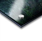 Avenue of the Giants Acrylic print