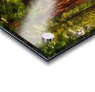 Towering Giant Sequoia Tree  Mariposa Groves Acrylic print