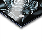 Black Rose Acrylic print
