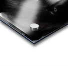 985123B5 57D7 4896 82A4 A1289A5D2A70 Acrylic print