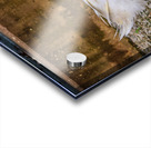 Farm Ducks Acrylic print