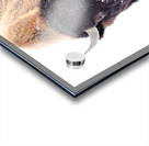 DSC04079 2 Acrylic print