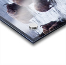 IMG 2895 Acrylic print