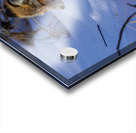 DSC03195 2 Acrylic print