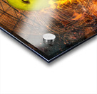 Fire Apple Acrylic print