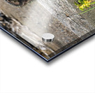 Lake Clark Bear Cub Playing with Leaves  Acrylic print