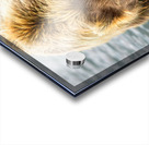 Lake Clark Bear Digging for Clams Reflection Acrylic print