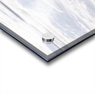 Polar Bear Ice Reflection Acrylic print