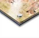 Kenya Lion Family Snuggling Acrylic print