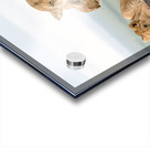 Lion Family on Rock Acrylic print