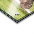 Baby Elephant Big Ears Acrylic print