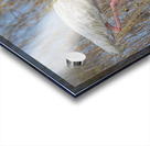 2022 Sept 27 WhiteIbis01 Acrylic print