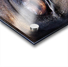 Equine 3 Acrylic print