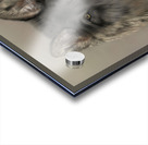 Luna ‘s Legacy  Acrylic print