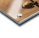 Watching Sunset Acrylic print