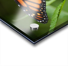 Monarch Acrylic print