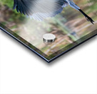 Great Blue Heron Acrylic print